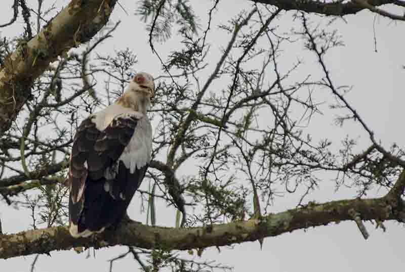 Águila - lago Bunyonyi - Uganda.jpg